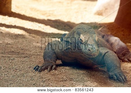 Komodo Dragon Close Up