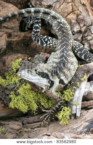 Australian Water Dragon