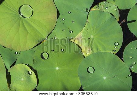 Lotus Leaf With Water Drop