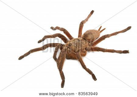 Brown Baboon Tarantula (pterinochilus Meriodnales)