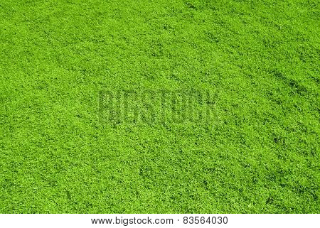 green grass background