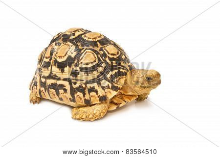 African Spurred Sulcata Tortoise, Geochelone Sulcata,  On White Background