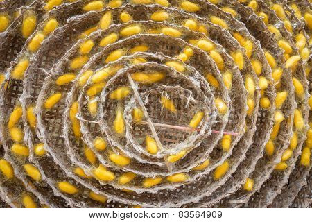 Cocoon Of Silkworm Hang On Rolling Round In The Tray Of The Silkworm.