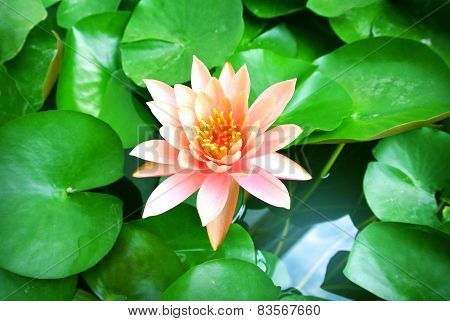 asian lotus flower in water