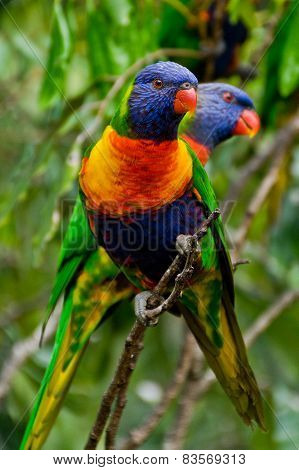 Rainbow Lorikeet,australia