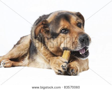 Dog Eats Bones