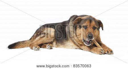 Dog Chewing On Bones