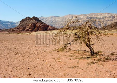 Timna Park