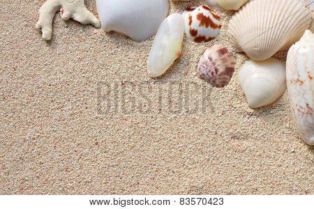Shells on sand