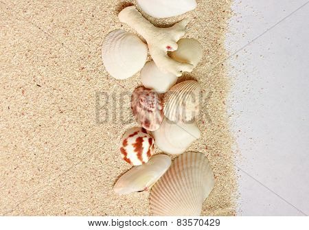 Shells on sand