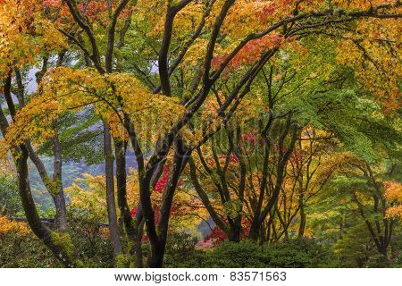 Japanese Maple Tree Canopy