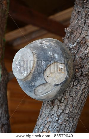 pot