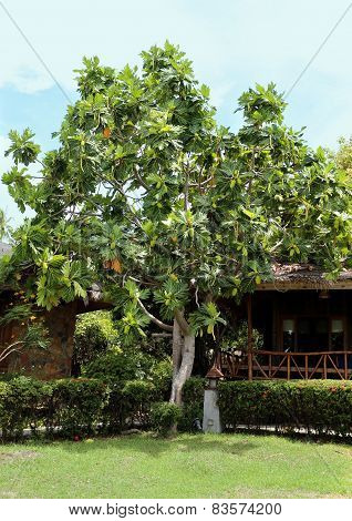 Tropical Tree With Large Green Fruits