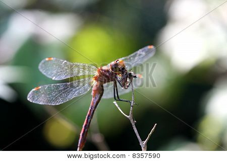 Руби Meadowhawk Стрекоза