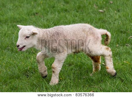 Spring Lamb