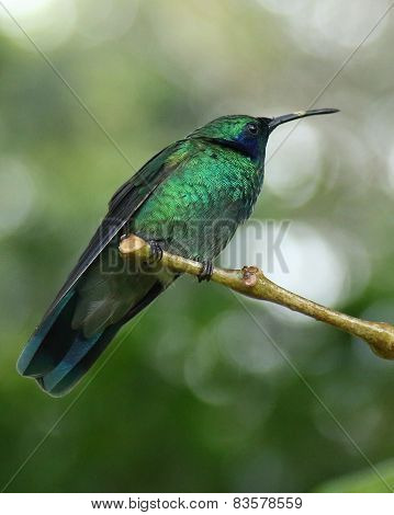 Green hummingbird perched on branch in Monteverde Biological Reserve, Costa Rica
