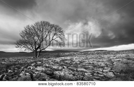 Lone Tree, Yorkshire Dales
