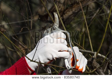 Pruning tree in bright red gloves