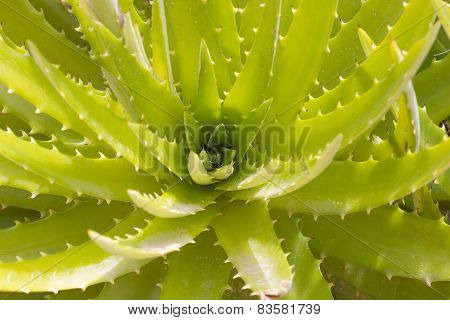 Leaves of medicinal aloe vera plant on ground