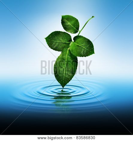 Leaf Touching Water