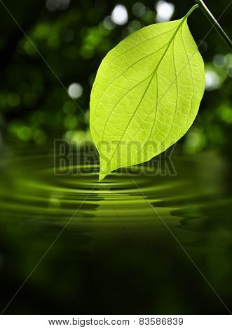 Leaf Touching Water