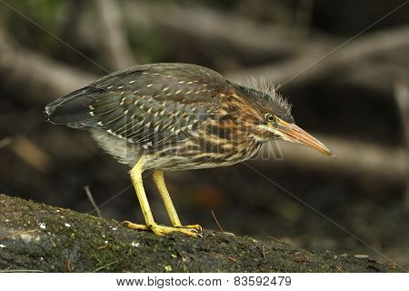 Juvenile Green Heron Stalking Its Prey