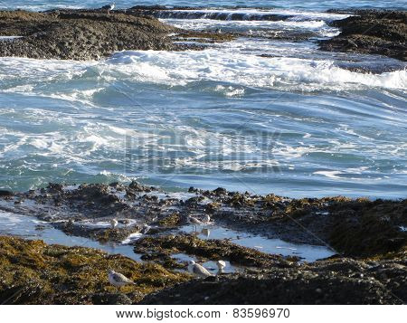 Midtide at Laguna Beach's Treasure Island.
