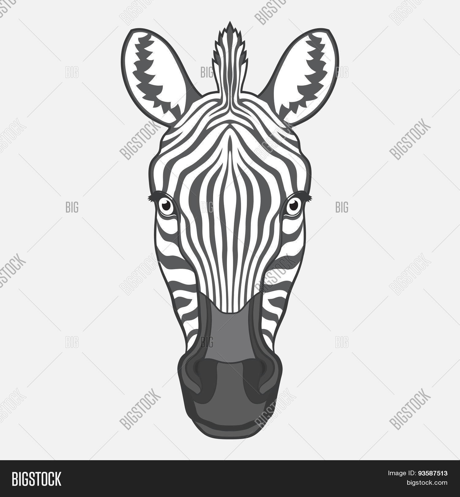 Zebra Head Vector & Photo (Free Trial) Bigstock