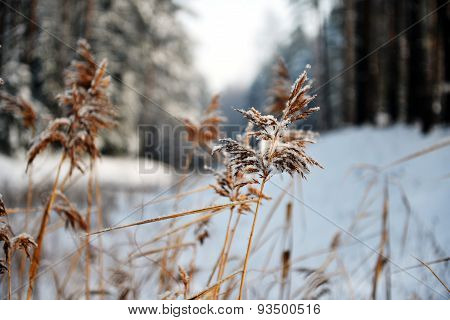 Reeds On Frozen Pond