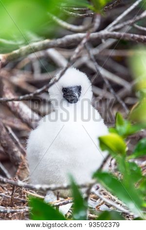 Red Footed Booby Chick