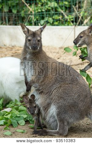 Grazzing Red-necked Wallaby (macropus Rufogriseus)