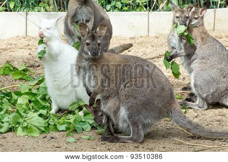 Grazzing Red-necked Wallaby (macropus Rufogriseus)