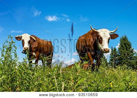 Alpine Cows