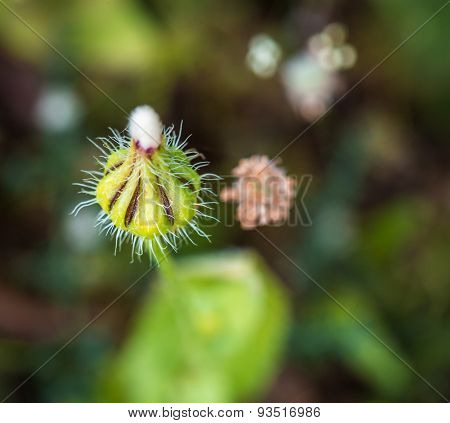 The Growing Wild Flowers Closeup
