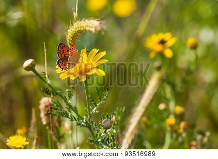 Wild Flowers And Butterfly