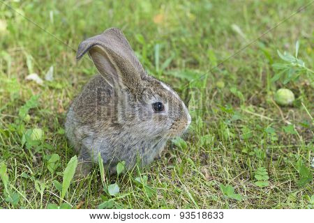 Little Rabbit
