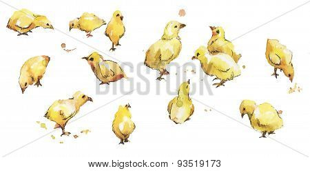 Set Of Watercolor Bird Baby Chickens