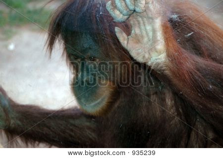 Monkey See