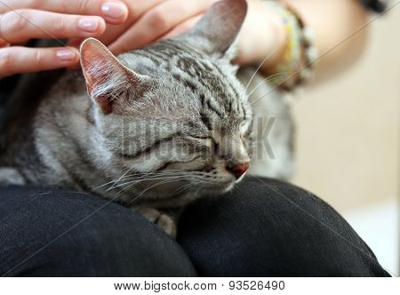 Woman holding cute cat close up