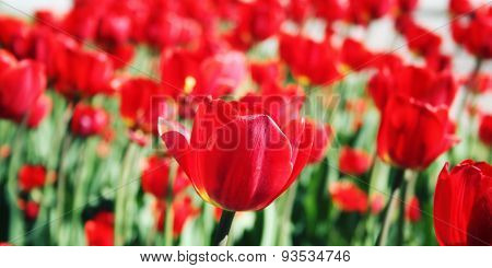Red Tulips On The Flowerbed. Aged Photo. Macro.