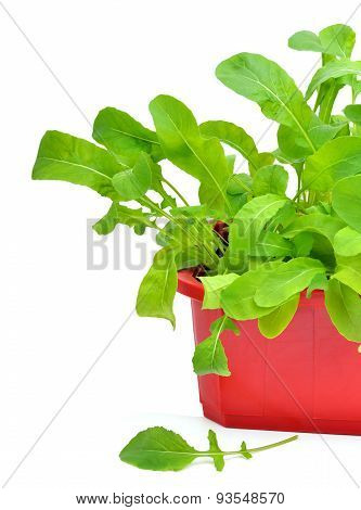 Fresh Green Rocket Salad In The Flowerbad