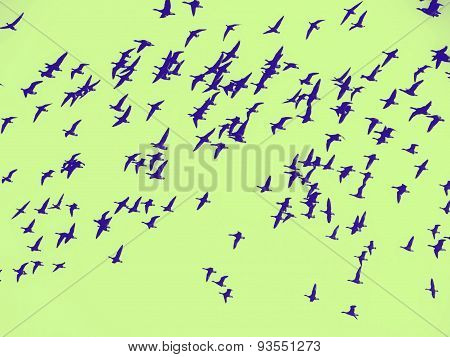 large flock of geese