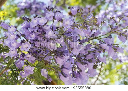 Jacaranda Tree Flowers