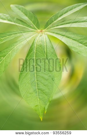 Green leaf backdrop wallpaper blur Natural background