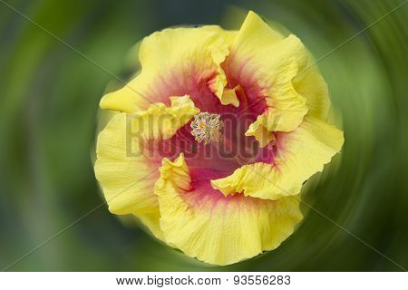 Bright yellow flowers on a background blur