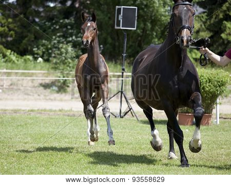 Foals Holsteiner