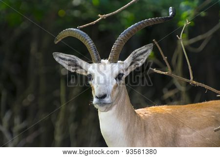 Goitered Gazelle  (gazella Subgutturosa)