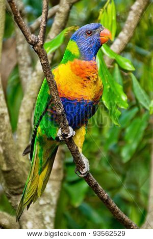 Rainbow Lorikeet,australia