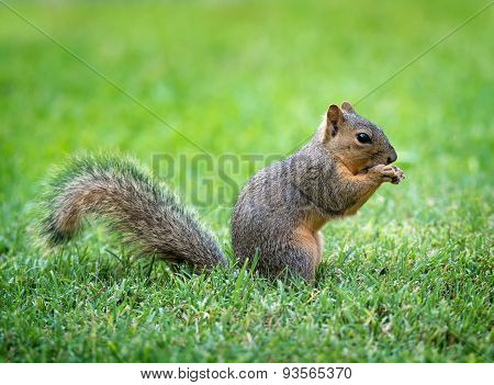 Young Eastern Fox Squirrel (sciurus Niger) In The Garden