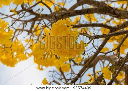 Silver Trumpet Tree